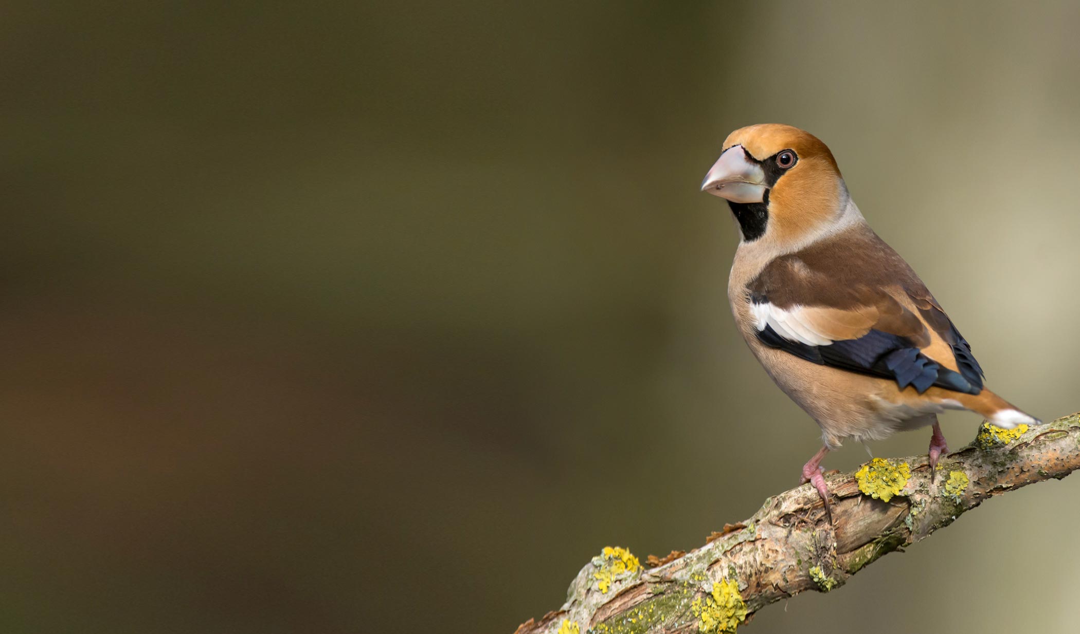 Hawfinch Pathtrack