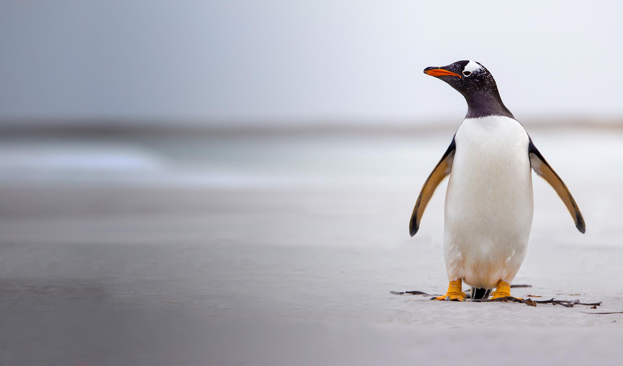 King penguin | Pathtrack