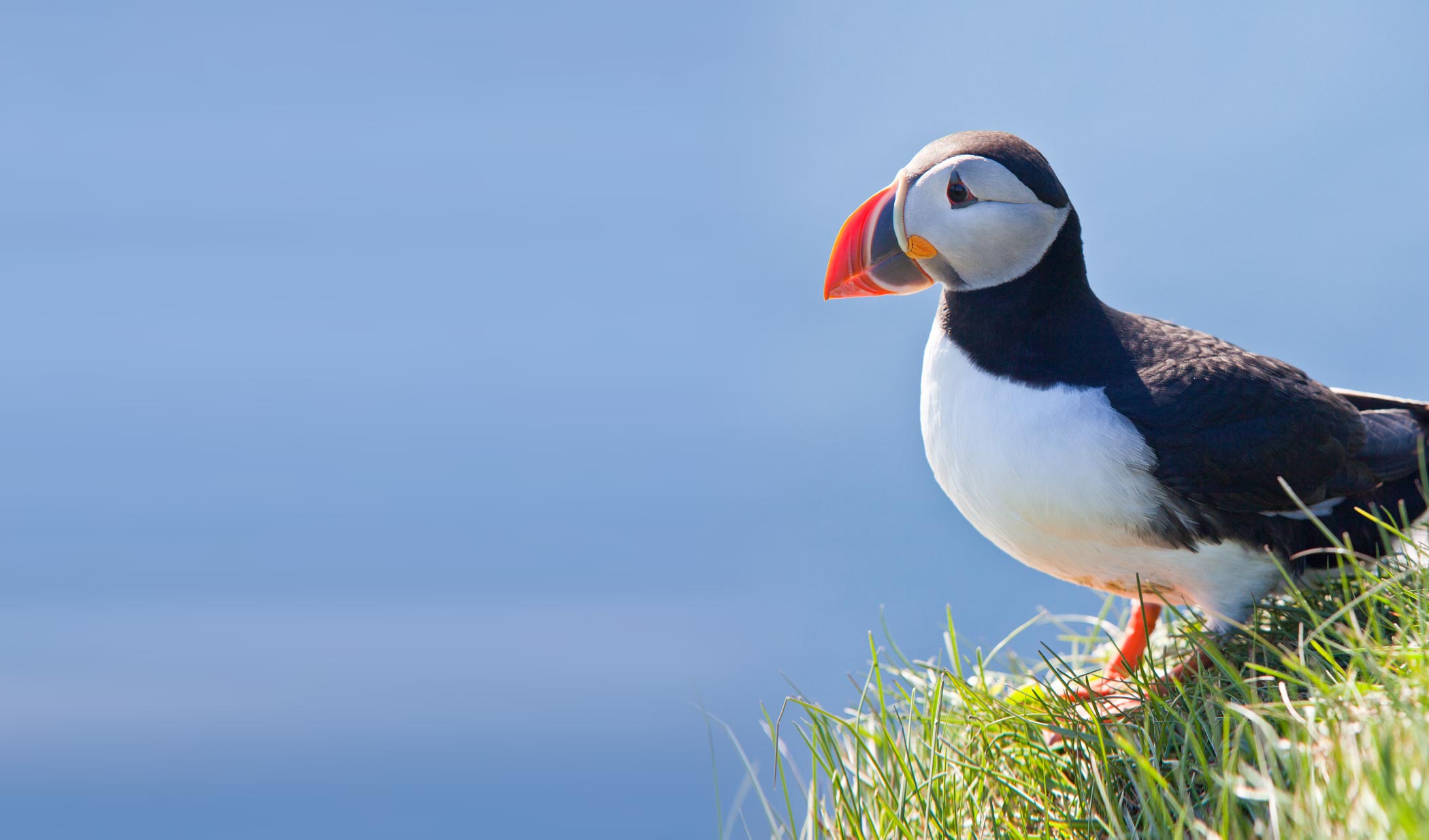 Puffin | Pathtrack