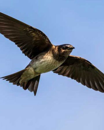 Swifts and Swallows